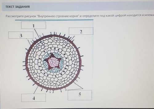 ДАМ Рассмотрите рисунок Внутреннее строение корня и определите под какой цифрой находится ксилема​