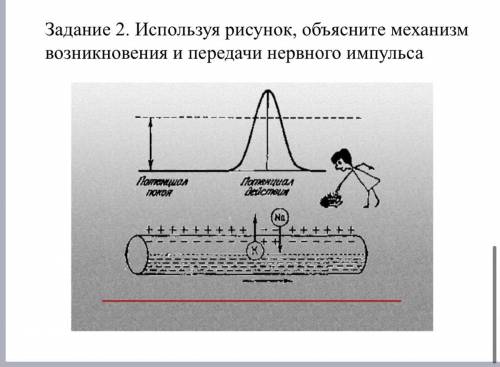 ￼￼￼используя рисунок объясните механизм возникновения и передачи нервного и￼￼мпульса