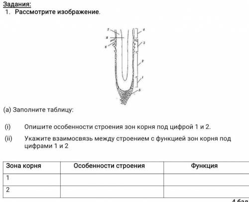 Рассмотрите изображение. (а) Заполните таблицу:Опишите особенности строения зон корня под цифрой 1 и