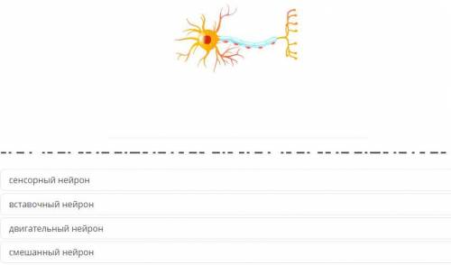 Назовите тип нейрона изображенного на рисунке сенсорный вставочный двигательный смешанный