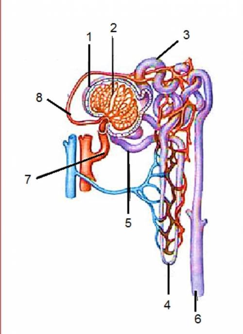 Капиллярная сеть Проксимальный извитой каналецПетля Генле Дистальный извитой каналец Собирательная т