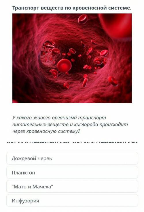 Транспорт веществ по кровеносной системе. У какого живого организма транспорт питательных веществ и