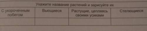 Изучив растения возле своего дома, заполните следующую таблицу о побегах