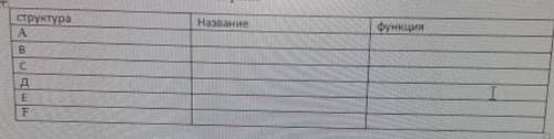 Задание 3 Заполинте таблицу, перечисл ткани, которые образуют внутрениее строение листа и их функции
