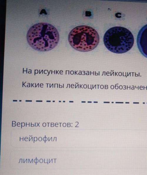 Какие типы лейкоцитов обозначенными буквами А и Е верных ответов 2​