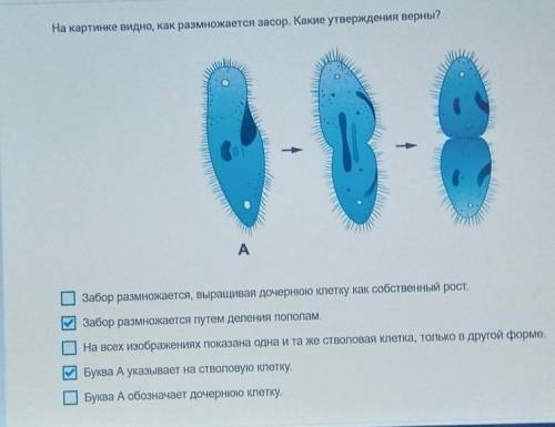 На картинке видно, как размножается засор. Какие утверждения верны? Забор размножается, выращивая до