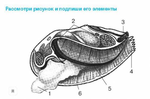 Рассмотри рисунок и подпиши его элементы.