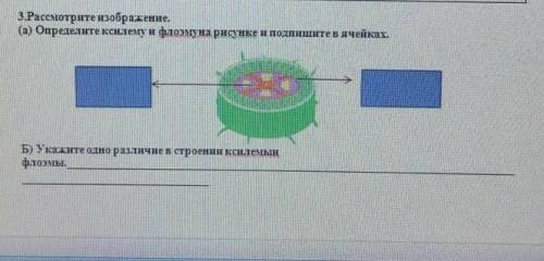 Расмотрите изображение определите ксилему и флоему ну и дальше на картинке написано​