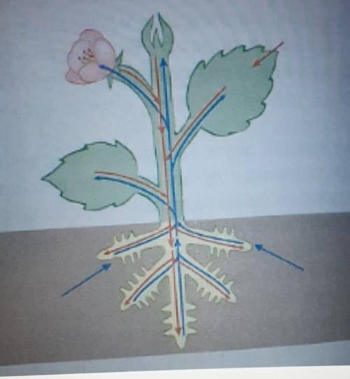 Транспорт веществ осуществляется в виде нисходящего и восходящего токов. Синей стрелкой обозначен ни