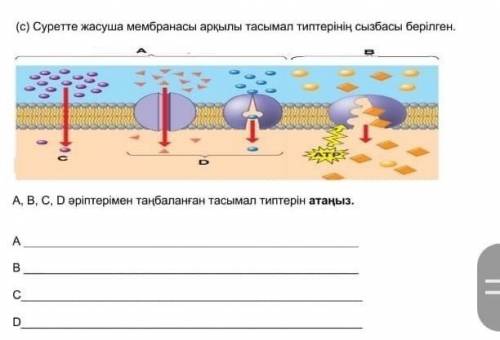 На рисунке представлена схема типов переноса через клеточную мембрану. Определи типы перевозок, марк