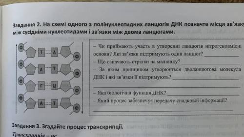 Завдання 2. На схемі одного з полінуклеотидних ланцюгів ДНК позначте місця зв'язку між сусідніми нук