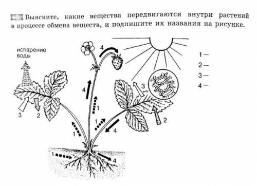 1. Что показано под цифрой 1? * кислород углекислый газ вода и минеральные соли органические веществ