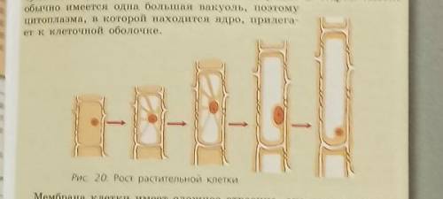 4. рассмотрите рисунок на стр. 39, найдите молодую и старую растительные клетки, сравните. изучите т