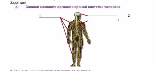 A) Запиши названия органов нервной системы человека​