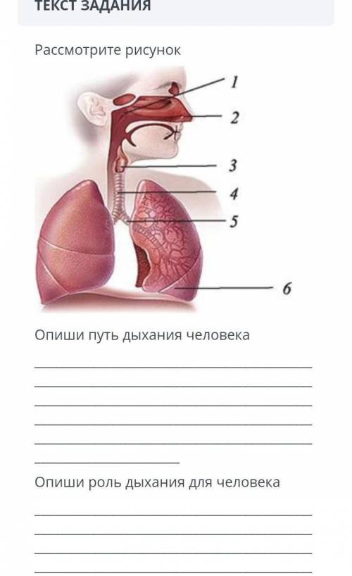 ответь побыстрее если не трудно​