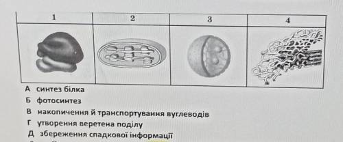 Письмово: Установіть відповідність між струк- турою клітини, зображеною на рисунку (1-4) та о біо-ло