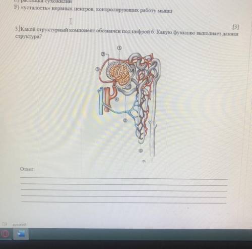 Какой структурный компонент обозначен под цифрой 6. Какую функцию выполняет данная структура?