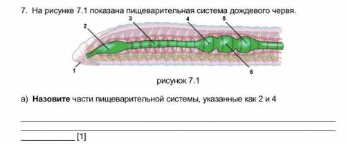 7. На рисунке 7.1 показана пищеварительная система дождевого червя. рисунок 7.1 а) Назовите части пи