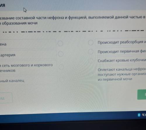 Соотнесите название составной части нефрона и функцией, выполняемой данной частью в процессе фильтра