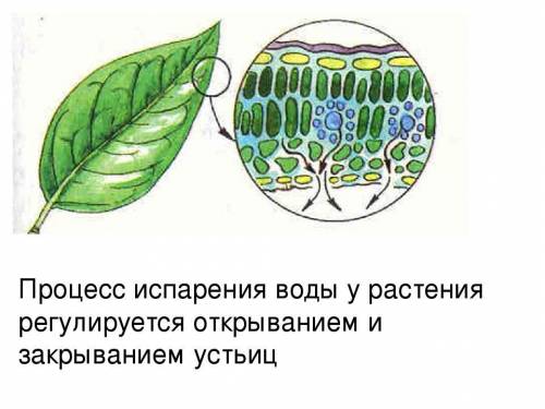 Задание. Рассмотрите рисунок «Схема внутреннего строения листа». Голубым цветом обозначены жилки лис