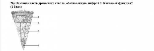 1. Назовите часть древесного ствола, обозначенную цифрой 2. Какова её функция? ​