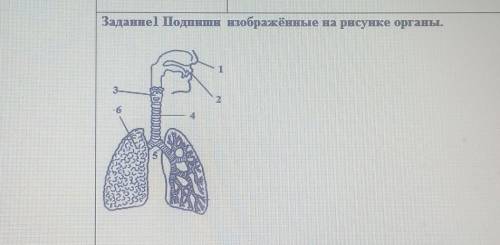 Задание1 Подпиши изображённыенные на рисунке органы.ЭТО СОР​