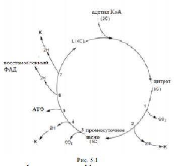 Позязя Клетка гидролизует АТФ для поучения энергии. а)Опиши как АТФ повторно синтезируется в клетке