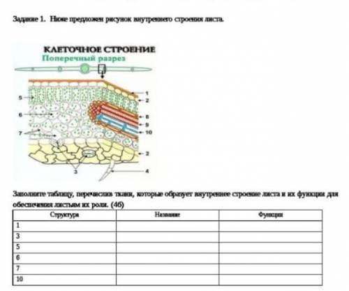 Затолните таблицу, перечислив ткани, которые образует внутреннее строение листа и их функция для обе