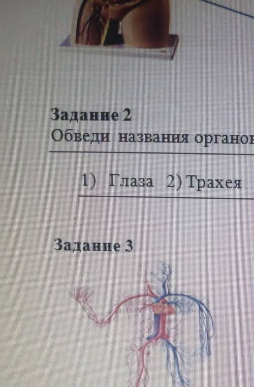 Задание 2 Обведи названия органов дыхательной системы человека1) Глаза 2) Трахея 3) Бронхи 4) Уши 5)