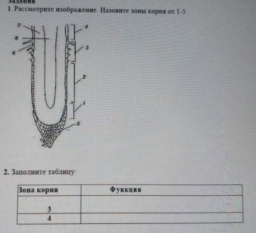 1. Рассмотрите изображение. Назовите зоны корня от 1-5​