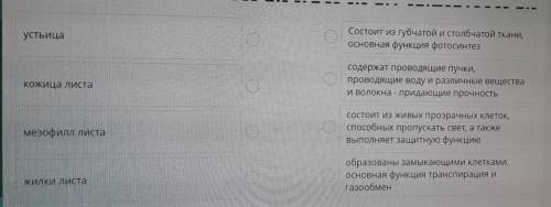 Соотнесите элементы строения листа с особенностями строения и выполняемыми функциями