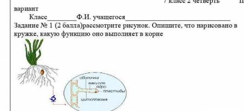 Задание № 1 ( )рассмотрите рисунок. Опишите, что нарисовано в кружке, какую функцию оно выполняет в