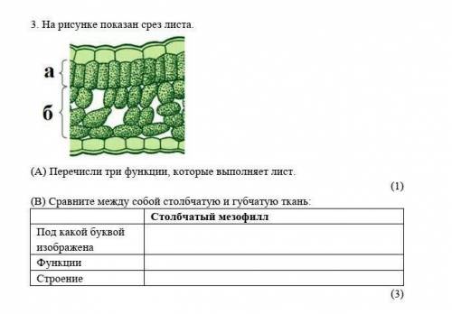 На рисунке показывают срез листа А) Перечисли три функции, которые выполняет лист.(1)(В) Сравните ме