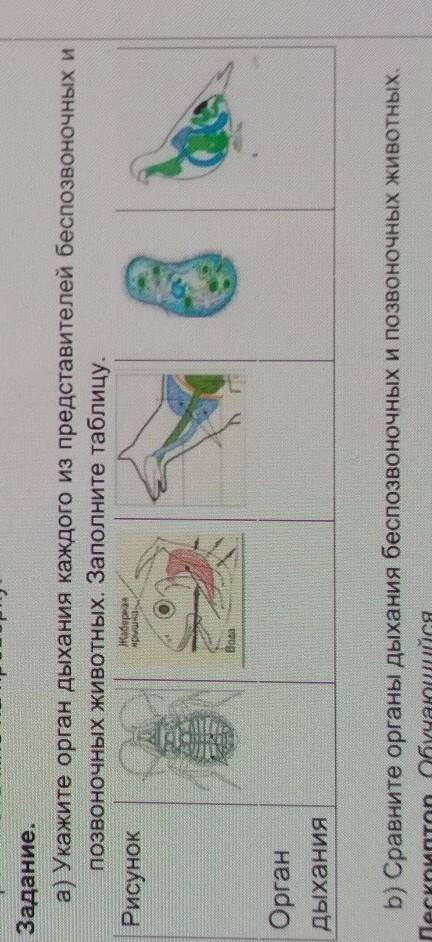 1. Укажите орган дыхания каждого из представителей беспозвоночных и позвоночных животных.Заполните т