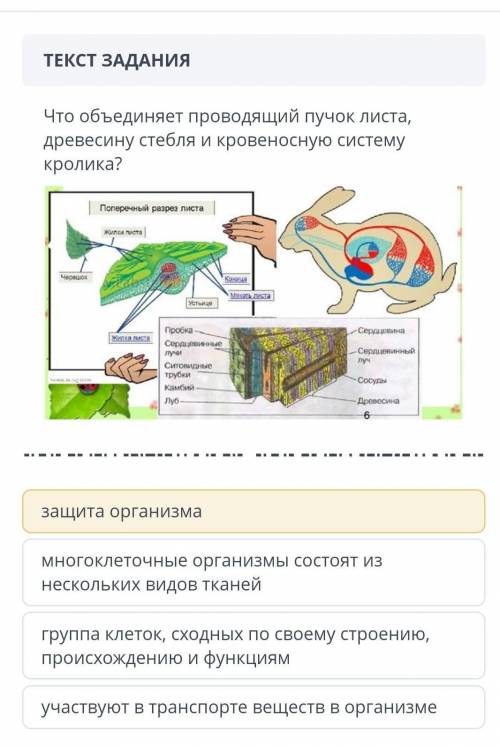 Что объединяет проводящий пучек листа древесину стебля и кровеносную систему кролика СОР