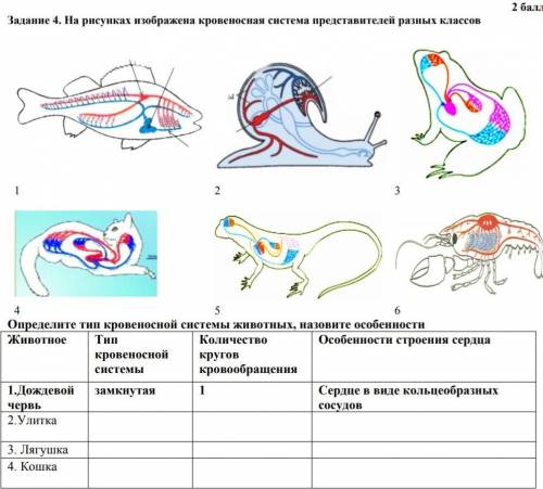 3 4 5 Определите тип кровеносной системы животных, назовите Животное кровеносной системы Количество