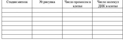 Какие стадии митоза расположены на нём под цифрами 1-7? (первое фото). Расположите цифры в последова