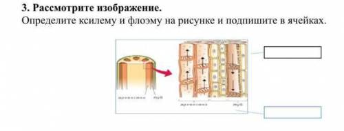 Рассмотрите изображение определите ксилему и флоэму на рисунке и подпишите в ячейках​