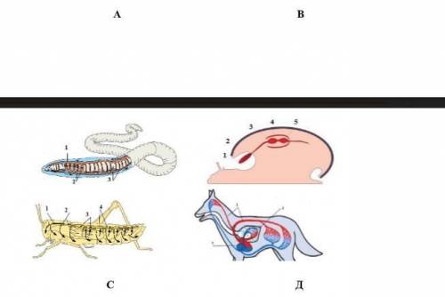 Обрати внимание на рисунки и назови органы кровеносной системы животных на рисунках A B С Д.