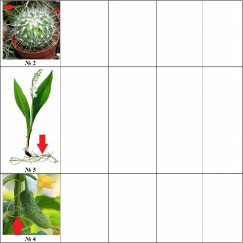 памагити у вас есть три дня чтоб решить Заполните таблицу «Видоизменения вегетативных органов», по п