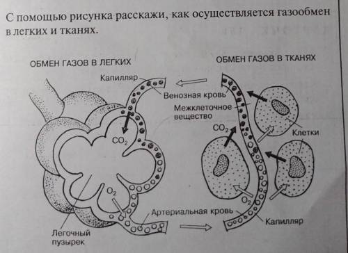 С рисунка расскажи как осуществляется газообмен в лёгких и тканях.​