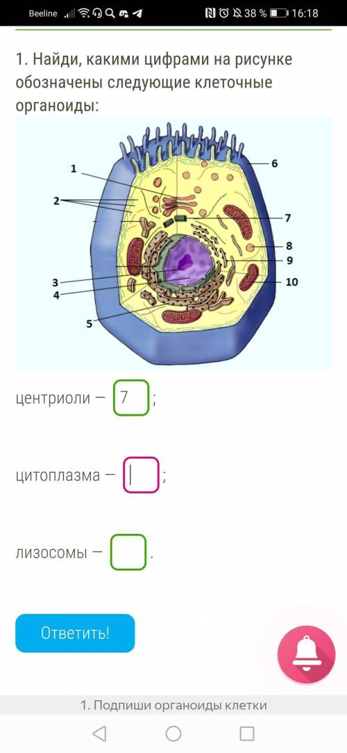 . Найди, какими цифрами на рисунке обозначены следующие клеточные органоиды: центриоли — ; цитоплаз