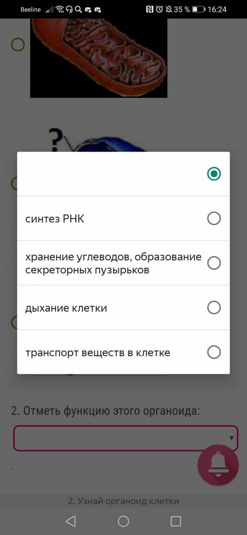 . Установи рисунок, на котором представлен(-а, -о) митохондрии 2. Отметь функцию этого органоида: