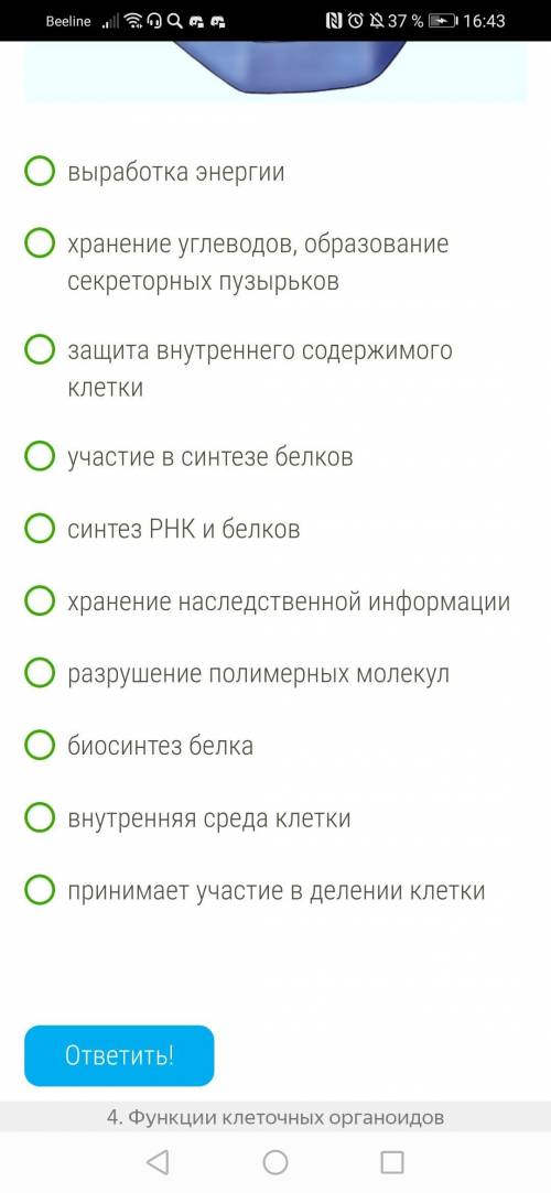 Выбери функцию органоида клетки, обозначенного на рисунке цифрой 8 :