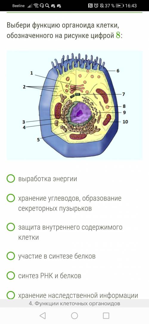 Выбери функцию органоида клетки, обозначенного на рисунке цифрой 8 :