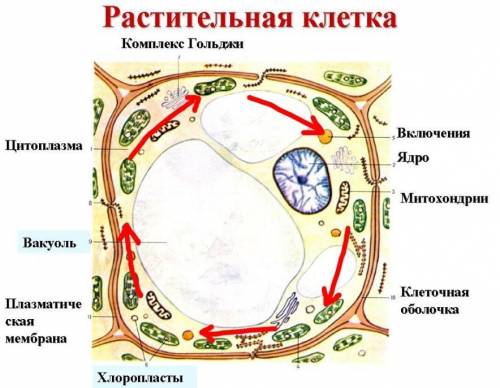 Лабораторная работа. Движение цитоплазмы в клетке. 10 класс. Цель: убедиться, что в клетках растений