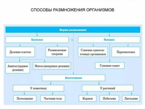 Составить схему виды и размножения