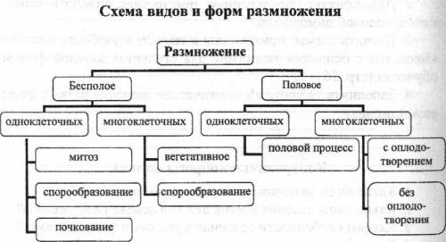 Составить схему виды и размножения