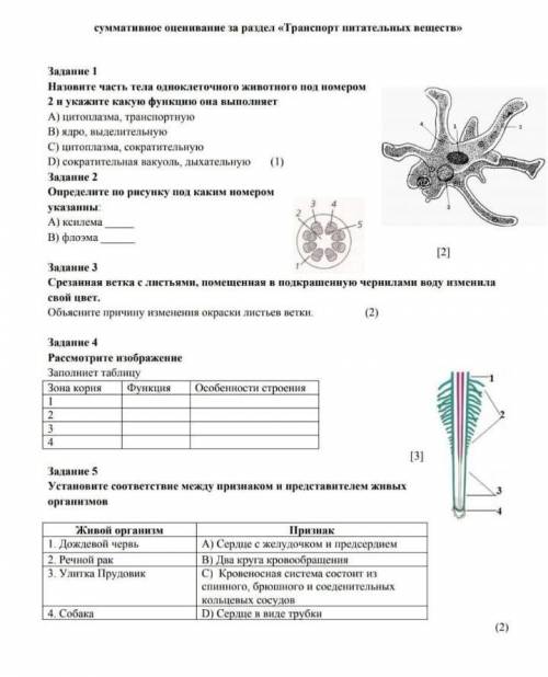 Задание 1 Назовите часть тела одноклеточного животного под номером 2 и укажите какую функцию она вып
