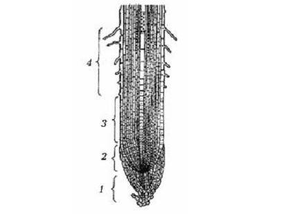 умоляю Опишите особенности строения­­ и функции зоны корня под цифрой 4 (2). Особенности строения: Ф